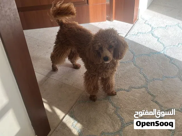 للبيع – توي بودل ذكر مميز مع كامل ملحقاته For Sale – Premium Male Toy Poodle