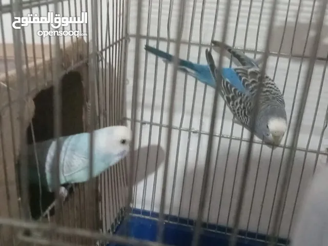 طيور حب تحتيهم 5 بيضات اشي مفخره
