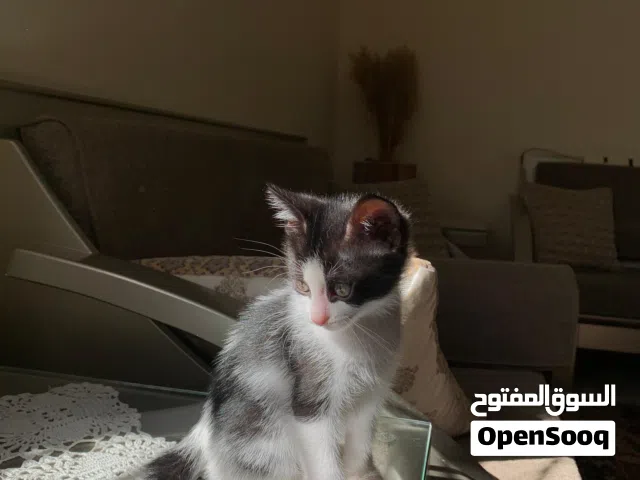 قطط للتبني