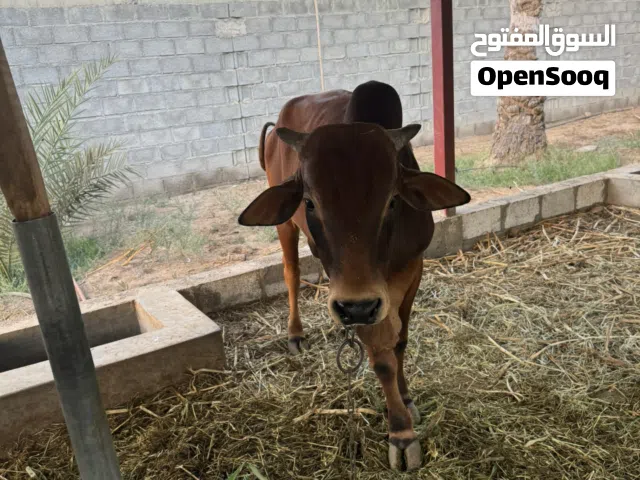 ثور مطعوم سنتين
