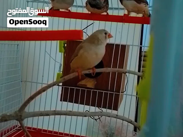 عصافير زيبرا للبيع زوز كوبيات