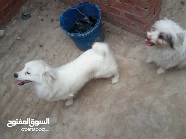 دكر  فرنساوي