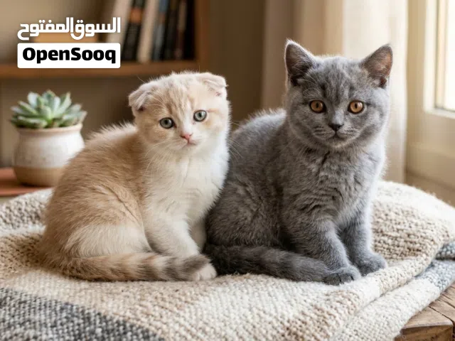مطلوب كتن لتبني