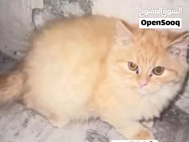 قطط للتبني — Kittens for adoption