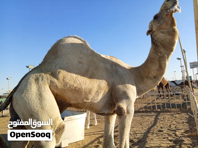 بعير أوضح شرياني سلم صحاء