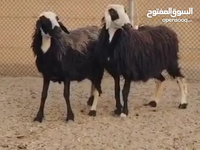 للبيع جعد عقر
