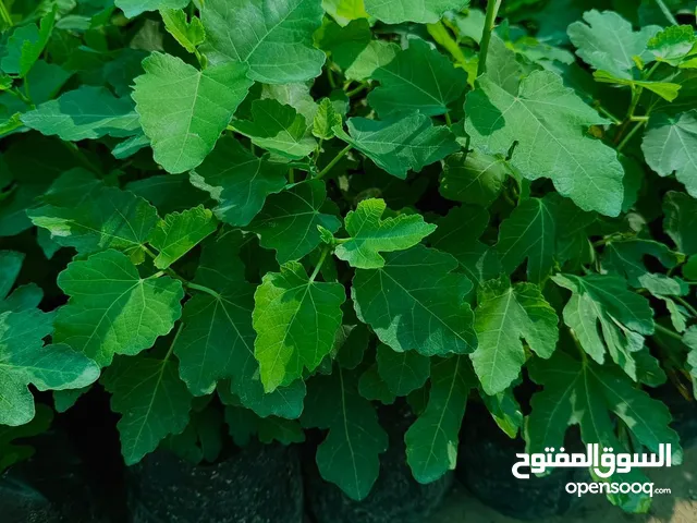 تين بروان تركي