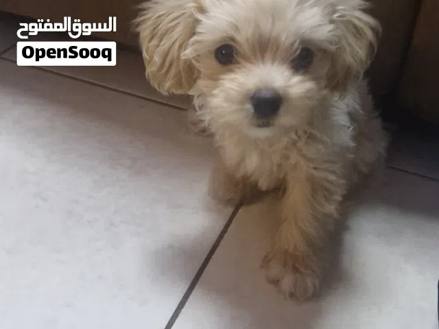 Mini Maltipoo 3-month-old, Male