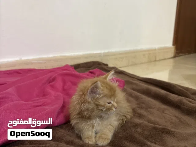 قط شيرازي بعمر يومين لي البيع