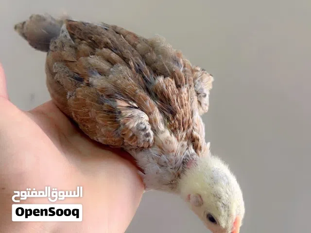 زوج دندراوي