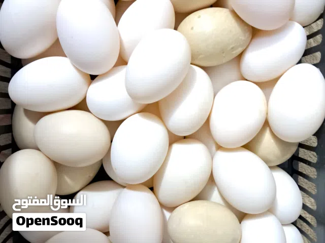 بيض بط أنتاج العزبة