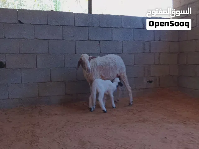 نعجة والده خروف والسن كبيرة