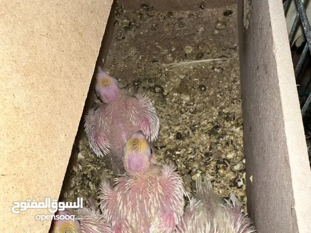 زوج كوكتيل مع الافراخ للبيع