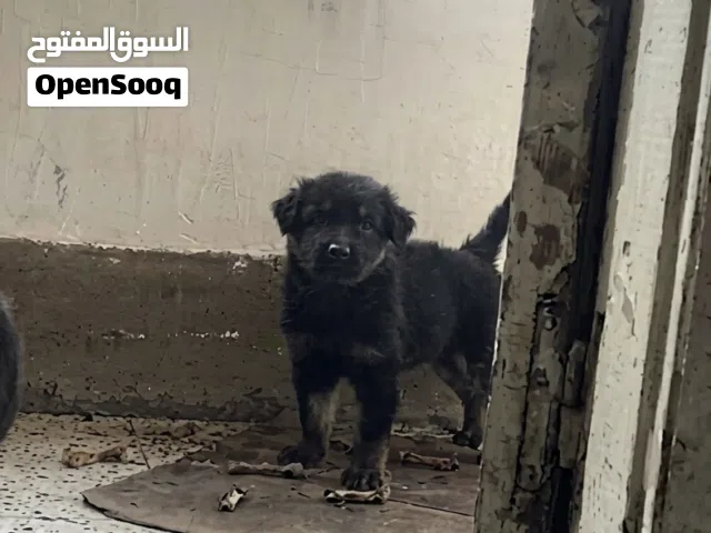 جراوي جيرمن بيور