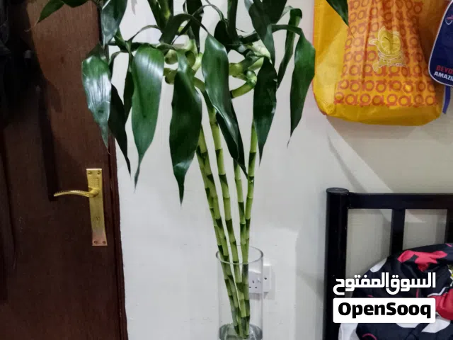 bamboo plants
