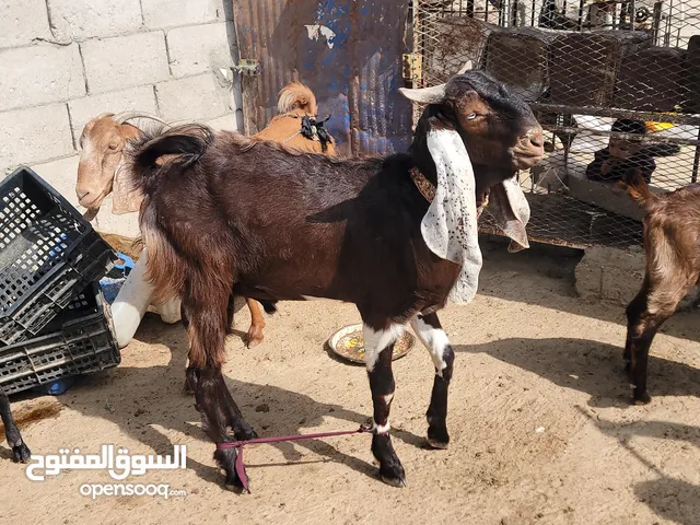 تيس هندي عمر سنه