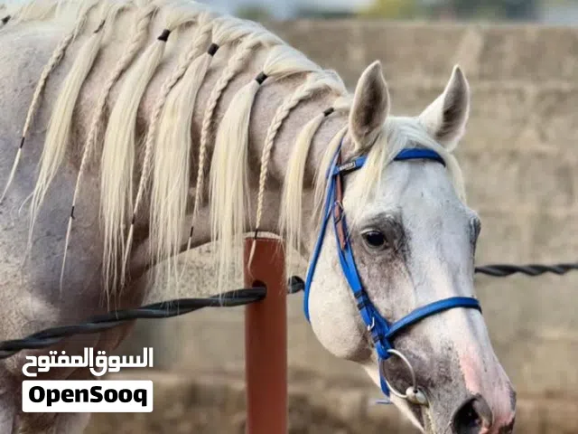 حصان عربي اصيل