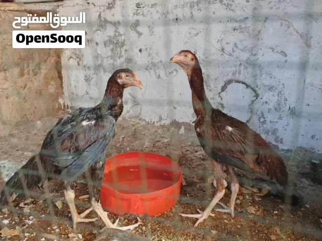 مخاليف هندي رس اصلي لوصف مهم