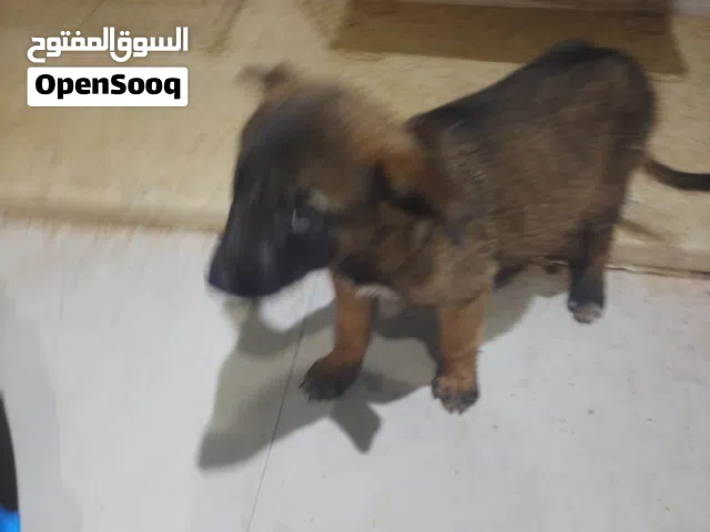 جرو مالينو