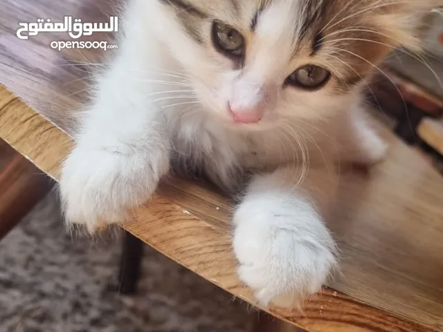 عندي قطه انثى عمرها شهرين متعوده على اكل البيت ودراي فود ومتعوده على لتر بوكس ..