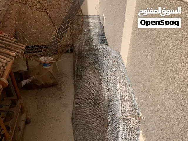 جرجور للبيع