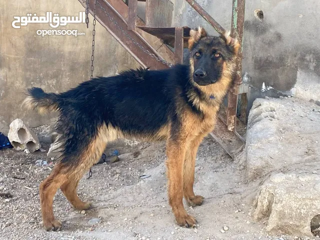 جوز جيرمن ذكر وأنثى