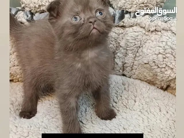 قطط سكوتش فولد للتبني بشرط التكفل بالمطاعيم