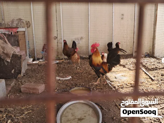 دجاج عماني بلدي يجلس علي البيض