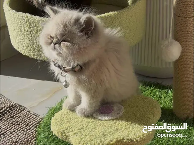 قط ذكر عمر شهرين تفاصيل تحت