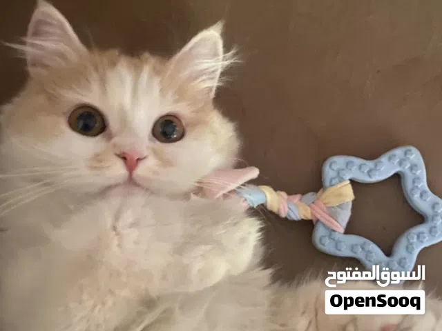 عايزه حد يتبني قطه لمده اسبوعين