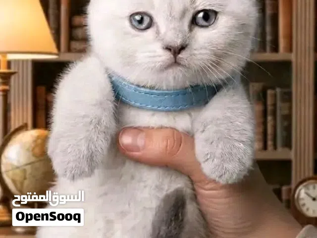 قطط بعمر الشهرين تربية منزل