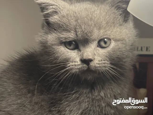 قط مكس بريتيش و سكوتش فولد ذكر 4 شهور مهذب و وسيم