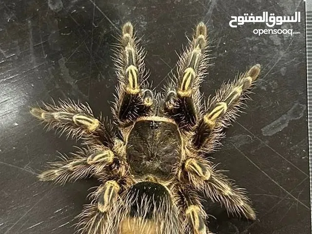 Tarantula (Chaco Golden Knee)