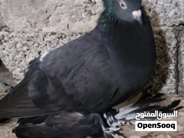 اقره الوصف ..