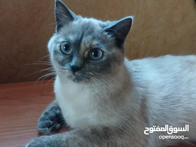 قطة للتبني عمرها 8شهور أنثى لعوبة جدًا نظيفة و بتستخدم اللتر بوكس و شكلها عالواقع أجمل