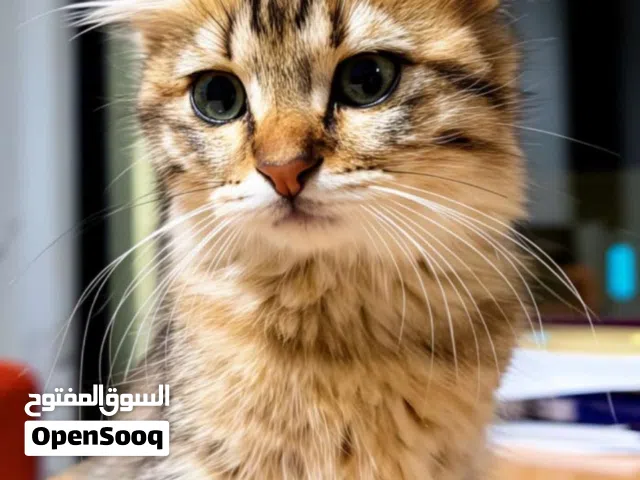بسه للبيع ، مكس Turkish angora + Scottish fold