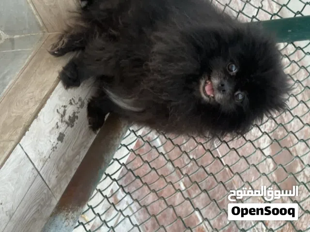 كلب بومرينيان - Pomeranian Dog