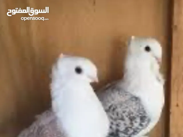 اشتري حمام حب الرمان