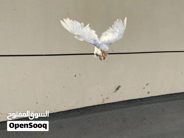 للبيع طير لافبيرد