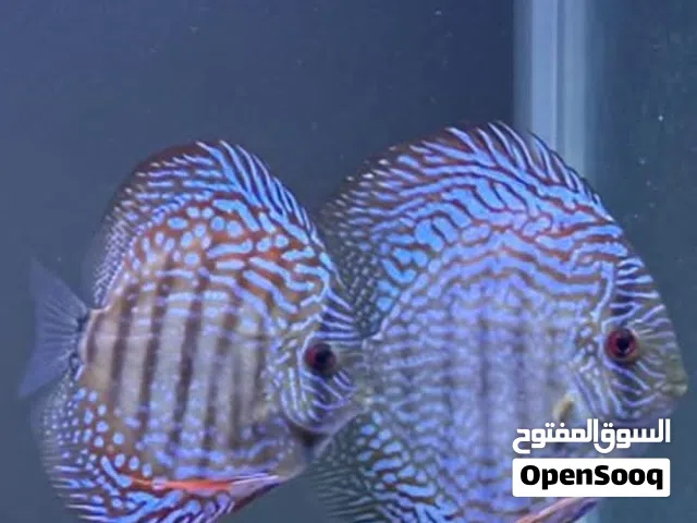 Discus Pair