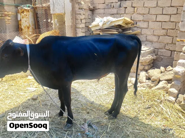 3 عجوله للبيع السعر على الخاص