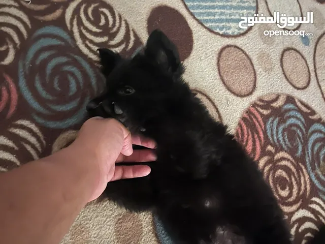 جرو جيرمن لونك هير بلاك عمره 42يوم صور ابوه موجوده ويا صور