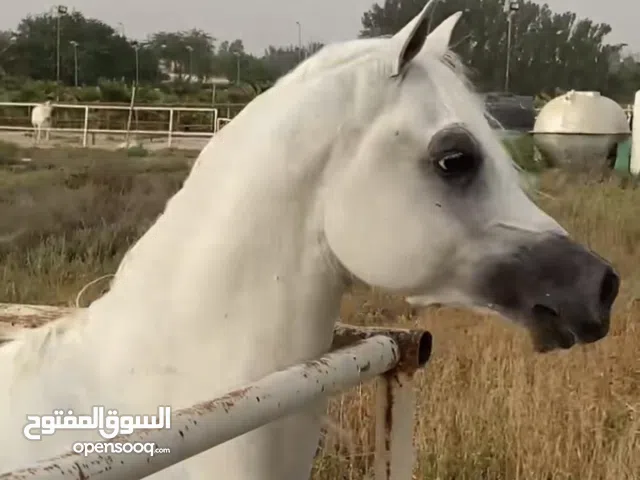فحل مصري بيور بدقري فاخر