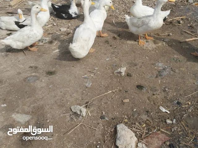 متاح بشوش مصري وعربي زوج