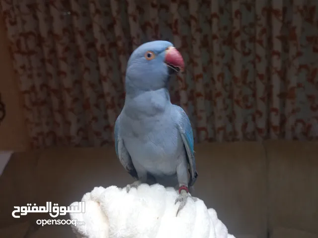 ببغاء درة طفرة محجل غير مروض مع قفصه الكبير المناسب