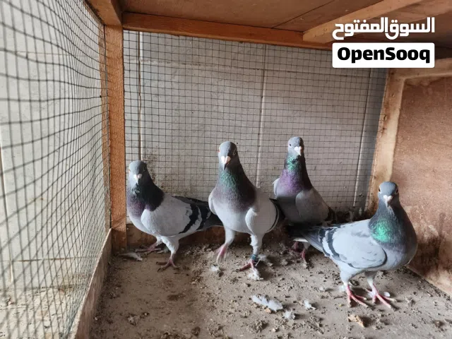 شباب الوصف مهم اقرو الوصف زواجل اصليات مال سباق