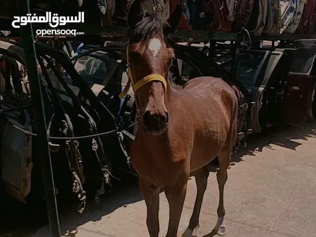 مهره البيع الموقع الزرقا