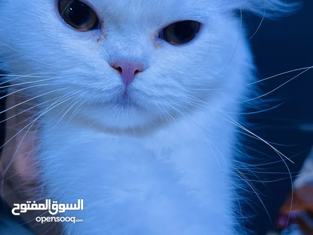 قطه هملايا للبيع العمر 9 اشهر بصحه ممتازه