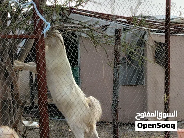 تيس عماني غير مخصي