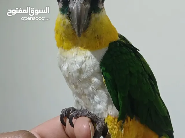 Caique full hand tamed